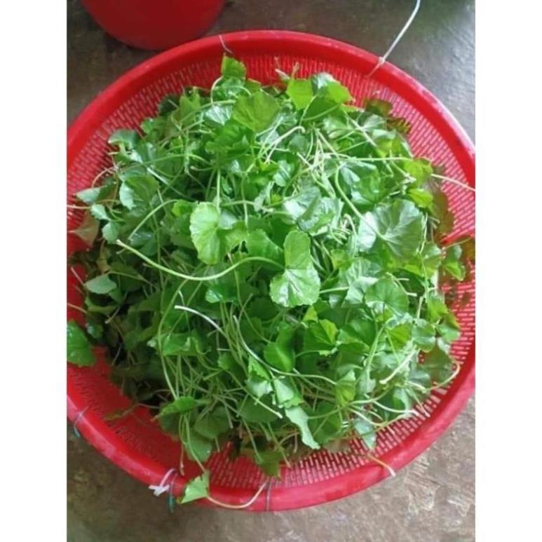 Gói 50 Hạt giống rau má ta F1 (Rau má lá nhỏ)