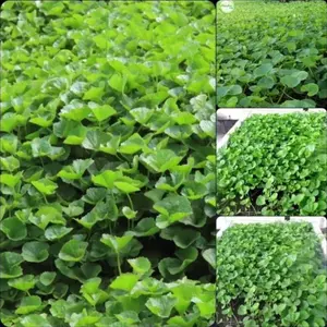 Gói 50 Hạt giống rau má ta F1 (Rau má lá nhỏ)