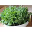 10gram-Hạt giống đậu hà lan ăn lá