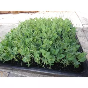 10gram-Hạt giống đậu hà lan ăn lá