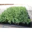 10gram-Hạt giống đậu hà lan ăn lá