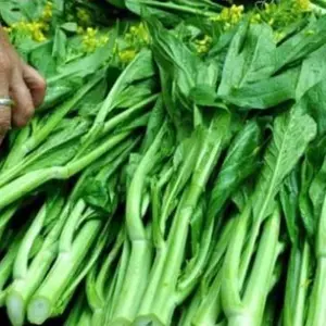 Hạt giống ngồng cải ngọt xanh trồng chậu ban công gói 500 hạt