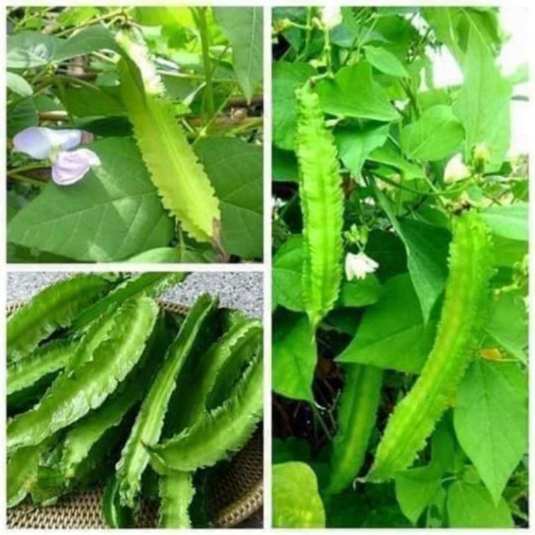 Gói 5 Hạt giống đậu rồng, đậu khế F1 Tứ Quý