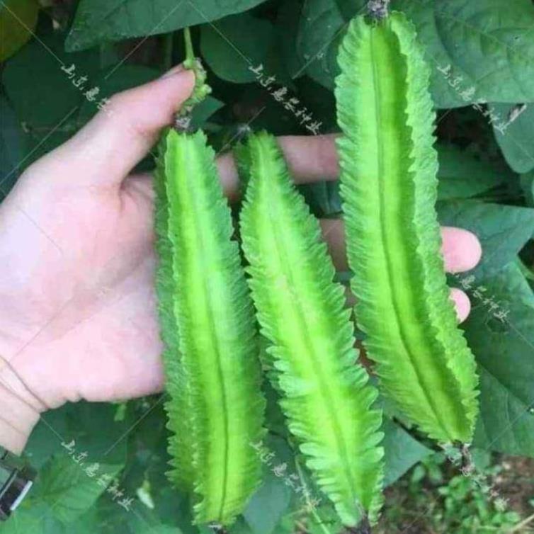 Gói 5 Hạt giống đậu rồng, đậu khế F1 Tứ Quý