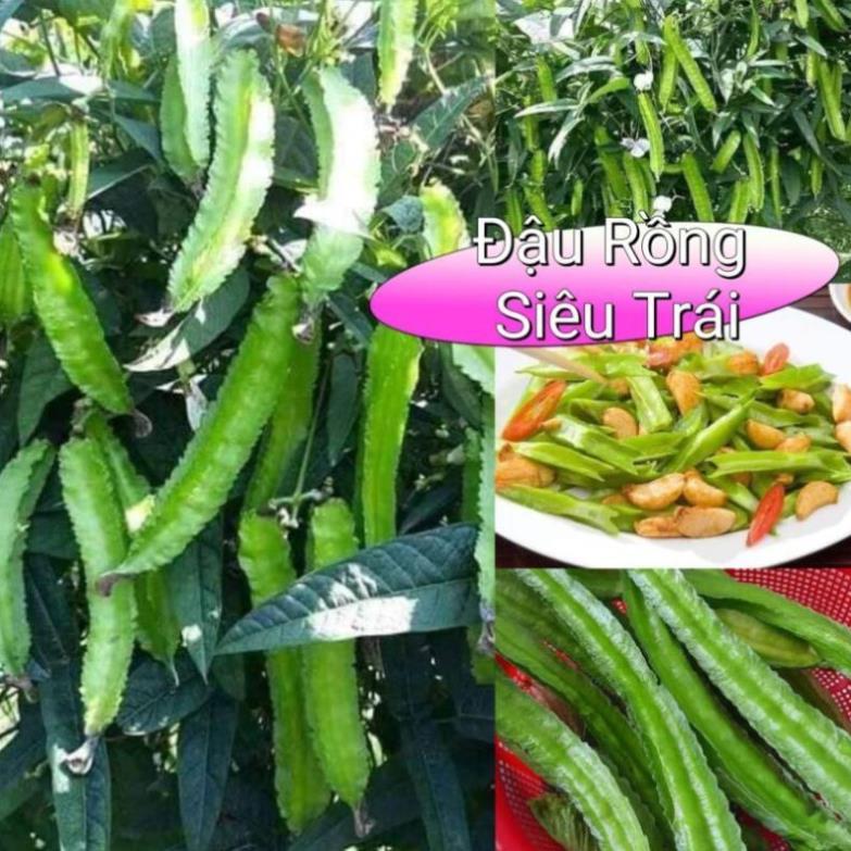 Gói 5 Hạt giống đậu rồng, đậu khế F1 Tứ Quý
