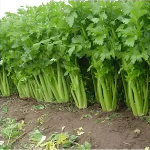 Hạt Giống Cần Tây Cao Sản Chịu Nhiệt (Gói 500 Hạt) chiệu nhiệt tốt, nảy mầm đồng đều, năng suất cao