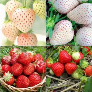 Hạt giống dâu tây đỏ và trắng chịu nhiệt