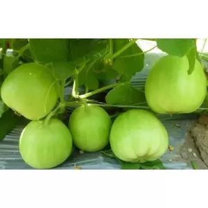 Gói 20 Hạt giống dưa lê F1 siêu ngọt năng suất cực cao