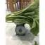 Gói 300 Hạt giống cải ngọt F1 siêu chịu nhiệt thế lai F1 vượt trội, giống cải này lớn nhanh thần tốc