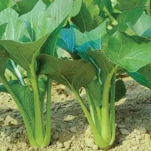 Gói 300 Hạt giống cải ngọt F1 siêu chịu nhiệt thế lai F1 vượt trội, giống cải này lớn nhanh thần tốc