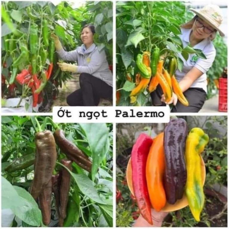 Gói 15 Hạt giống ớt ngọt khổng lồ Sweet Palermo vua của các loại ớt