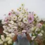 Hạt giống Sao Nháy Cupcake mix màu siêu lạ - 50 Hạt ( GM 97% )