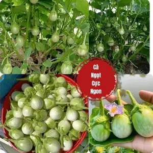 Gói 20 Hạt giống cà ngọt tròn nhỏ Thái Lan (Cà pháo sống Thái Lan)