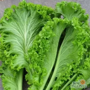 Hạt Giống Cải Mù Tạt Xoăn Xanh (còn gọi là cải mù tạt bẹ xoăn, cải cay đuôi phụng) Gói 100 hạt