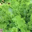 Hạt Giống Cải Mù Tạt Xoăn Xanh (còn gọi là cải mù tạt bẹ xoăn, cải cay đuôi phụng) Gói 100 hạt