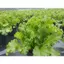 Hạt Giống Cải Mù Tạt Xoăn Xanh (còn gọi là cải mù tạt bẹ xoăn, cải cay đuôi phụng) Gói 100 hạt