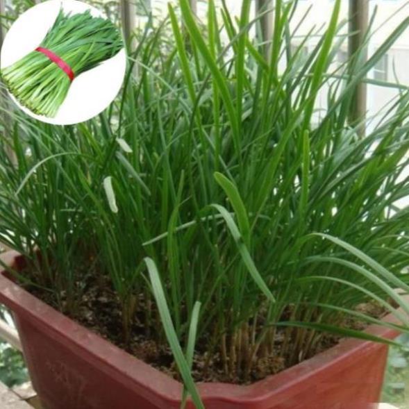 Gói 200 Hạt Giống Rau Hẹ Ta Cao Sản hoạch liên tục trong nhiều năm chỉ sau một lần gieo
