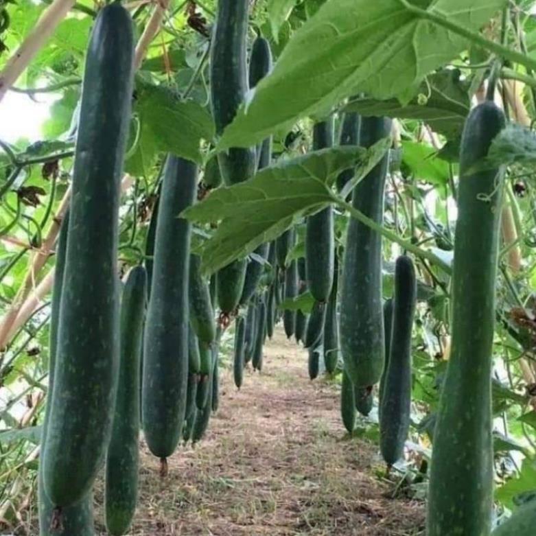 Gói 15 Hạt giống bí đao xanh F1 (bí xanh/bí sảy) Giống bí này rất dễ trồng, leo giàn khỏe