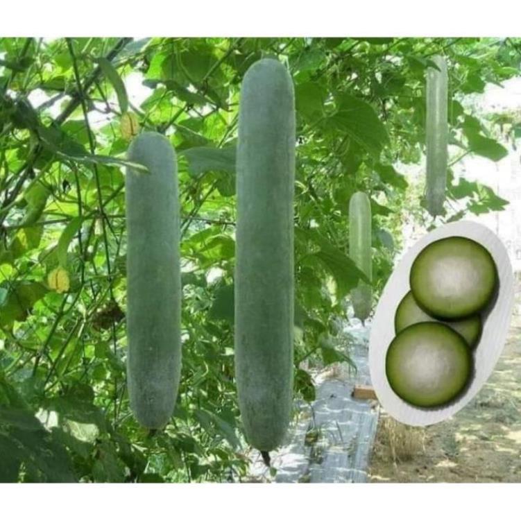 Gói 15 Hạt giống bí đao xanh F1 (bí xanh/bí sảy) Giống bí này rất dễ trồng, leo giàn khỏe