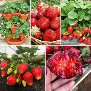 Gói 50 Hạt giống dâu tây khổng lồ 4 mùa khả năng cho trái quanh năm bất kể mùa nắng hay mùa mưa