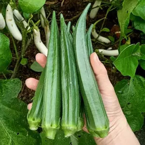 Hạt Giống Đậu Bắp Xanh Cao Sản Gói 15 hạt