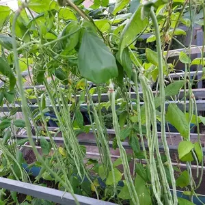 Hạt Giống Đậu Đũa Leo Giàn quanh năm gói 20 hạt