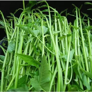 Hạt giống rau muống nước siêu ngọn Thái- Gói 30 hạt r - GM 90%