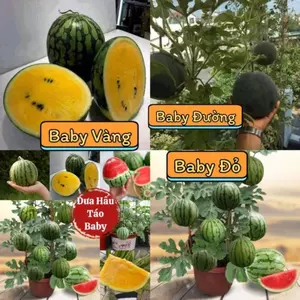 Gói 15 Hạt giống dưa hấu đường baby siêu quả cho năng suất trái trĩu giàn