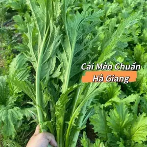 Hạt giống rau cải mèo đặc sản Hà Giang chịu nhiệt Gói 500 hạt