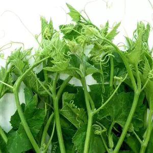 Hạt Giống Bí Siêu Ngọn Hạt To Đại - Gói 10 hạt - GM 99%
