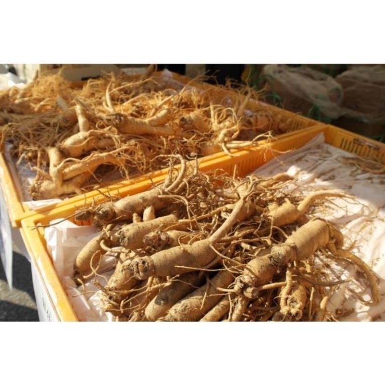 Hạt giống Nhân Sâm Hàn Quốc F1 - 10 Hạt
