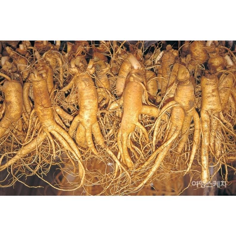 Hạt giống Nhân Sâm Hàn Quốc F1 - 10 Hạt