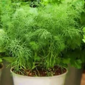 Hạt Giống Thì Là Cao Sản (Gói 200 Hạt) sinh trưởng mạnh, thu nhiều lần, trồng quanh năm