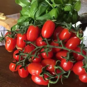 Hạt giống cà chua cherry anh đào đỏ -20 Hạt