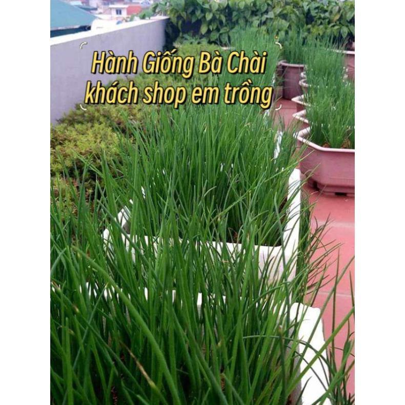 Gói 100 Hạt giống hành Ba Chài ăn lá khả năng chịu nhiệt siêu khỏe, kháng bệnh tốt và tốc độ đẻ bụi cực nhanh