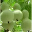 Hạt Giống Bầu Hồ Lô Cao Sản - Gói 10 hạt - tỷ lệ nảy mầm cao trên 85-90%, kháng bệnh tốt và dễ trồng