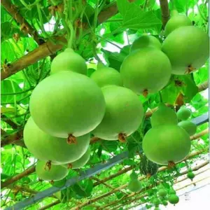 Hạt Giống Bầu Hồ Lô Cao Sản - Gói 10 hạt - tỷ lệ nảy mầm cao trên 85-90%, kháng bệnh tốt và dễ trồng