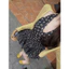 Đầm tiểu thư thời trang nữ chất cotton lạnh cổ V chẻ sâu in hoa xinh váy dáng mini xòe kèm khoác thun gân tay dài Mon fa