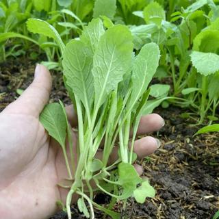 Hạt Giống Cải Bẹ Xanh Chịu Nhiệt, Chịu Mưa (Gói 500 hạt) Dễ Trồng, Nhanh Thu Hoạch