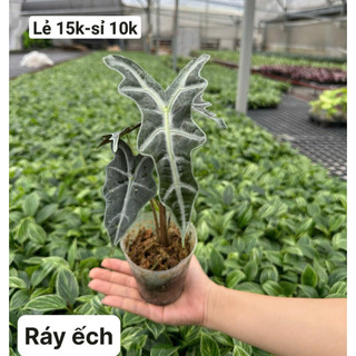 cây ráy ếch đen bầu rêu