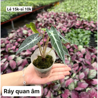 cây ráy quan âm lá đen bầu rêu