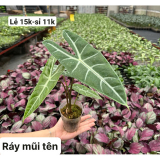 cây ráy mũi tên lá dài bầu rêu