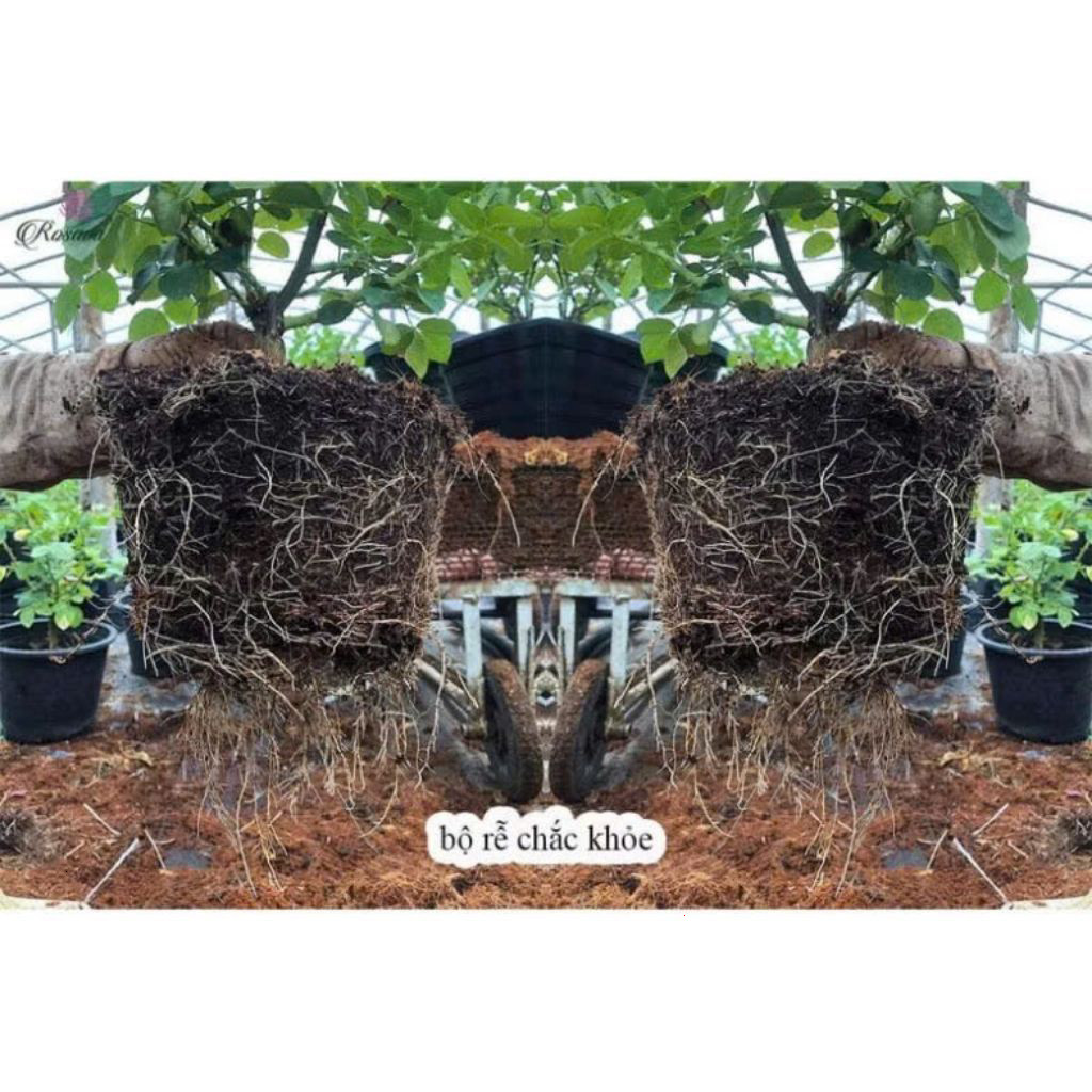 Phân Lân Đen Humic Mỹ đóng túi zip 1kg, phèn siêu tốc, cân bằng PH, tạo mầm hoa, kích ra rễ (túi 1kg)