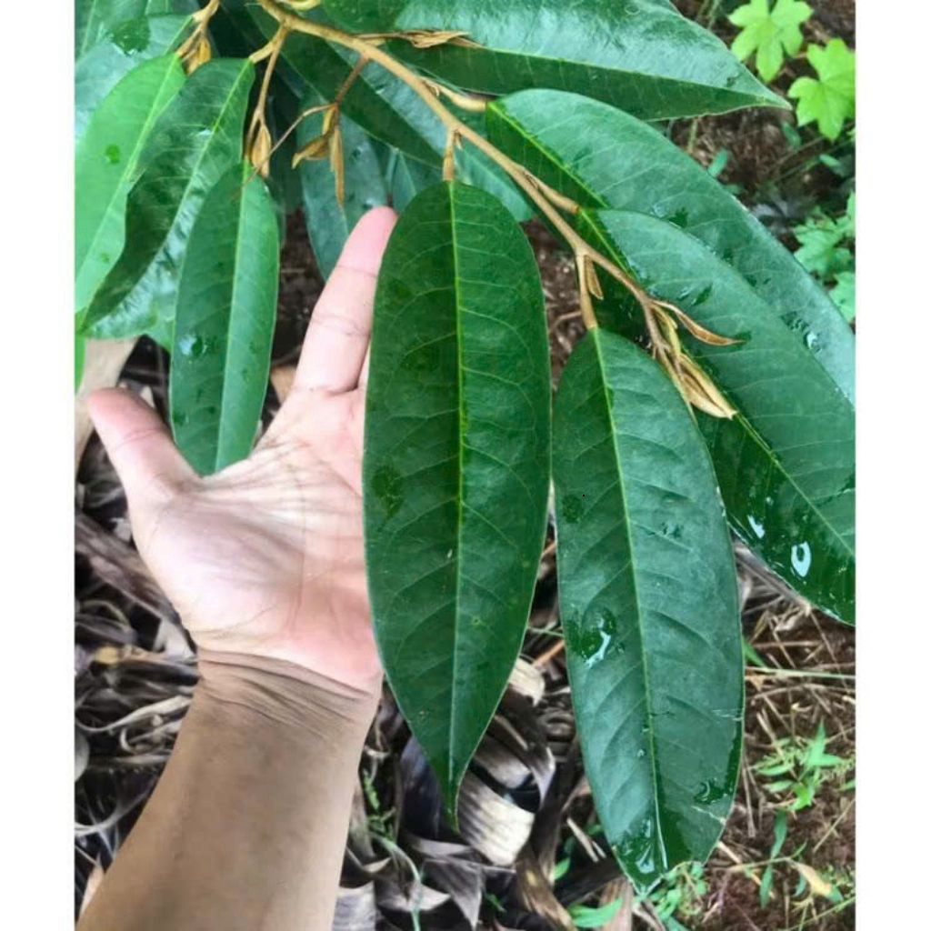 Phân Lân Đen Humic Mỹ đóng túi zip 1kg, phèn siêu tốc, cân bằng PH, tạo mầm hoa, kích ra rễ (túi 1kg)