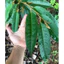 Phân bón Trung Vi Lương Raw Rin đóng túi Zip 1kg