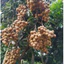 Trichoderma - Siêu nấm phân huỷ,ức chế vi sinh vật gây bệnh,giải độc phèn,ngộ độc hữu cơ cho đất