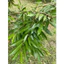 Trichoderma - Siêu nấm phân huỷ,ức chế vi sinh vật gây bệnh,giải độc phèn,ngộ độc hữu cơ cho đất