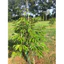 PHÂN BÓN RAW RIN 𝐇𝐔𝐌𝐈𝐂 𝐆𝐎𝐋𝐃 (1KG)