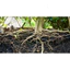 PHÂN BÓN RAW RIN 𝐇𝐔𝐌𝐈𝐂 𝐆𝐎𝐋𝐃 (1KG)