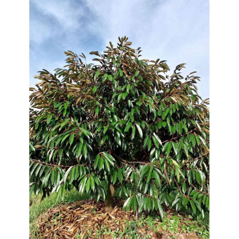 Phân bón hữu cơ Nhật viên nén  bón hoa hồng, hoa giấy, cây cảnh, phân bón rau sạch (số lượng 1kg)